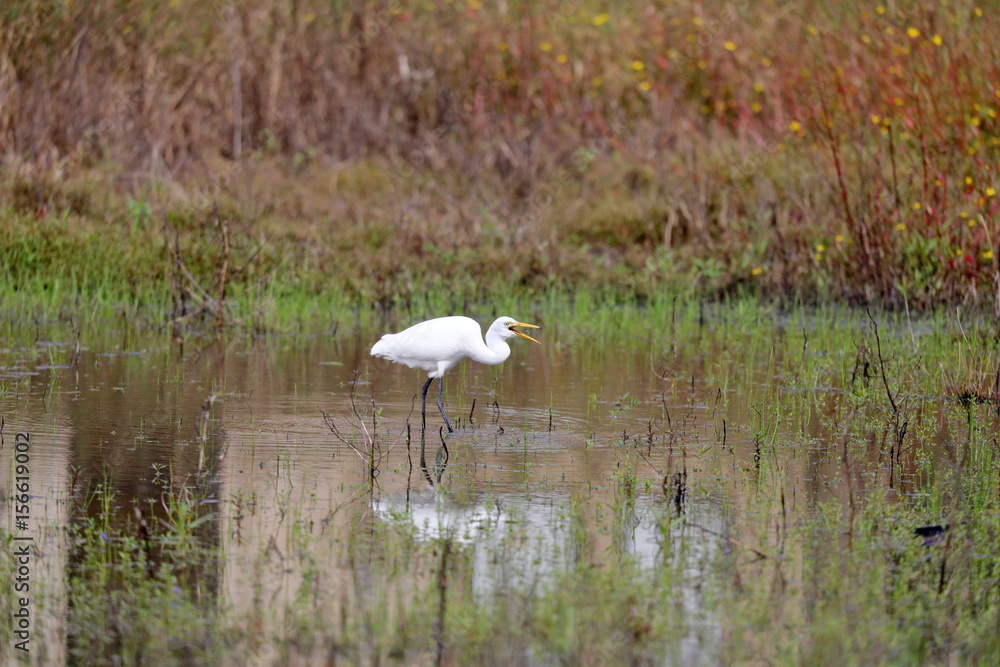 Fototapeta premium サギ