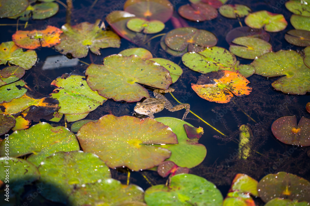 Frosch sitzt auf Seerosenblatt Frosch sitzt auf Seerosenblatt