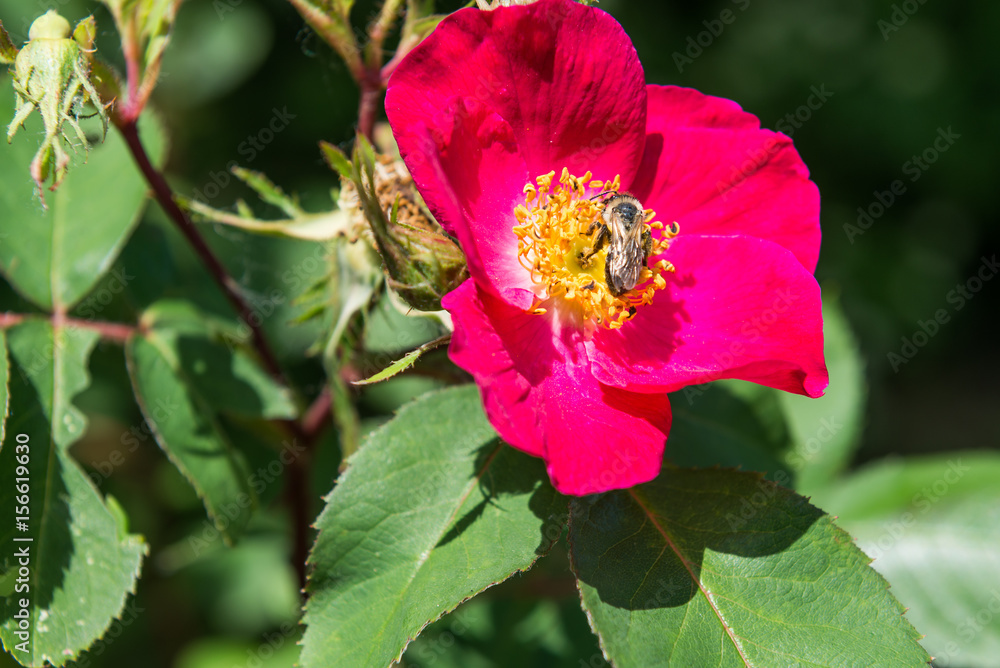 bee on a rose blossom collecting pollen bee on a rose blossom collecting pollen
