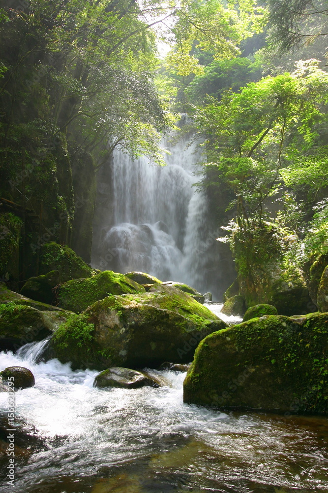 Fototapeta premium 桑の木の滝