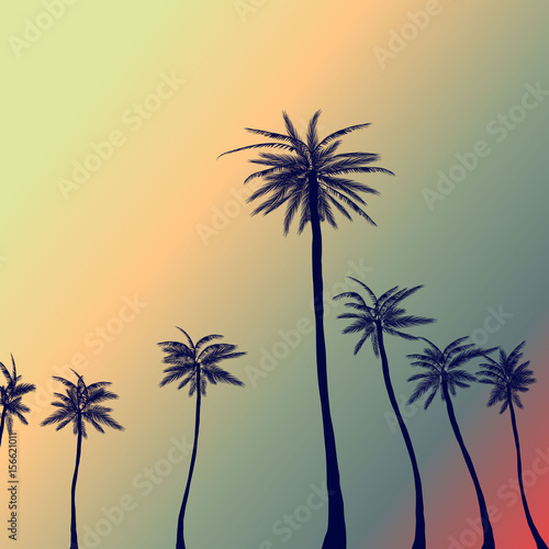 Palm_back_sunset