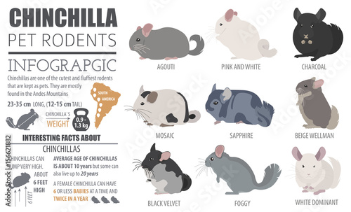 Chinchilla breeds icon set flat style isolated on white. Pet rodents collection. Create own infographic about pets