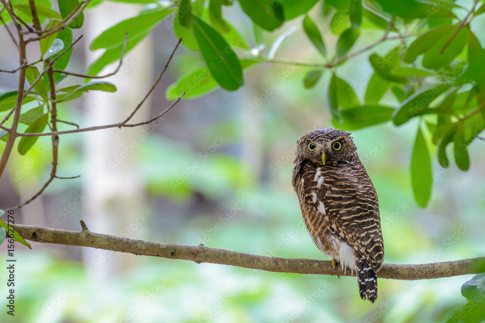 Asian barred owlet or Glaucidium cuculoides, beautiful bird on branch with green background. Asian barred owlet or Glaucidium cuculoides, beautiful bird on branch with green background.