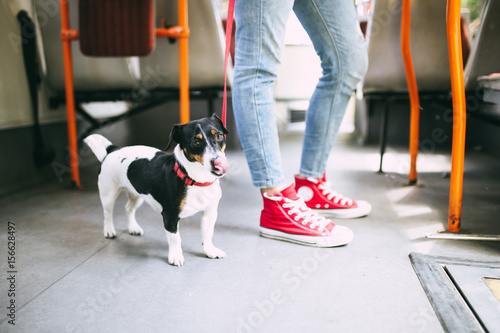Beautiful young woman standing in city bus with her jack russell terrier. 