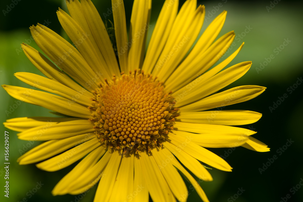 Yellow flower macro close up Yellow flower macro close up