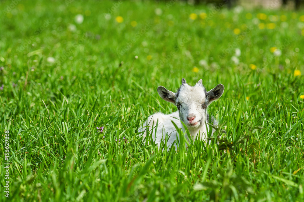 White goat grazing in a meadow White goat grazing in a meadow