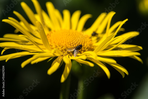 Fly on a yellow flower macro close up