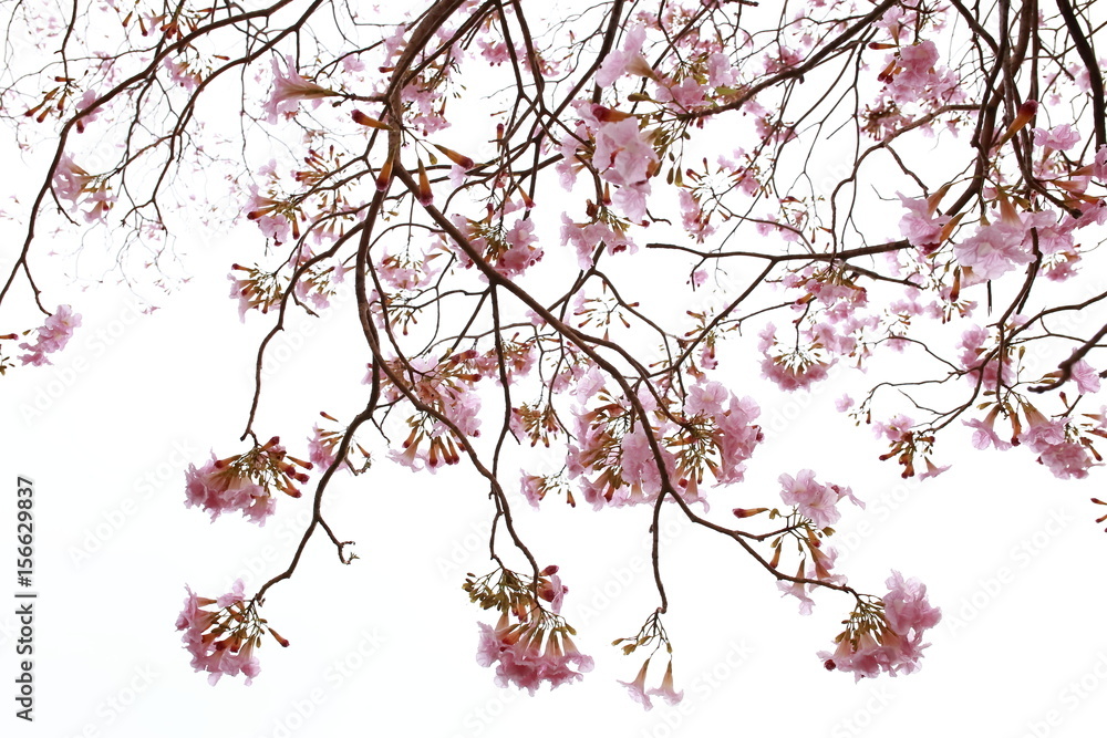 isolation of pink trumpet branches or handroanthus impetiginosus isolate on white background