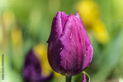 Close up of a tulip with water drops