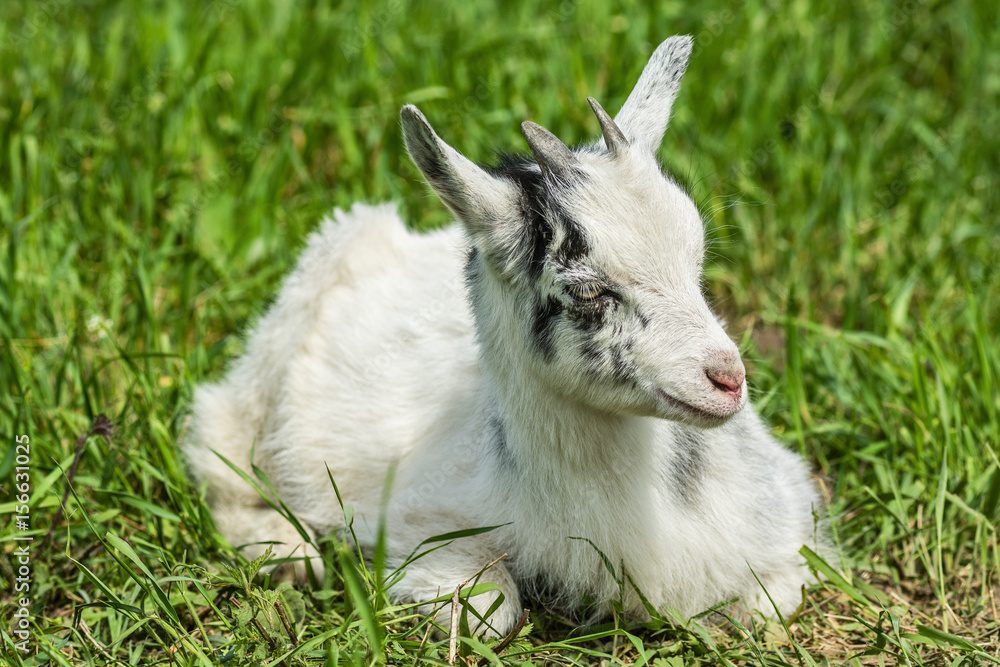 White goat grazing in a meadow White goat grazing in a meadow