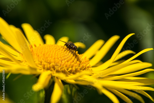 Fly on a yellow flower macro close up