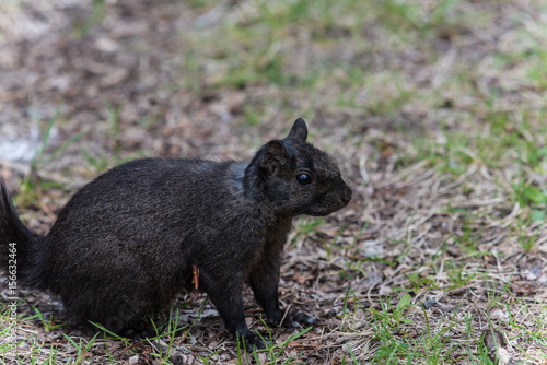 Black squirrel crawling on the grass