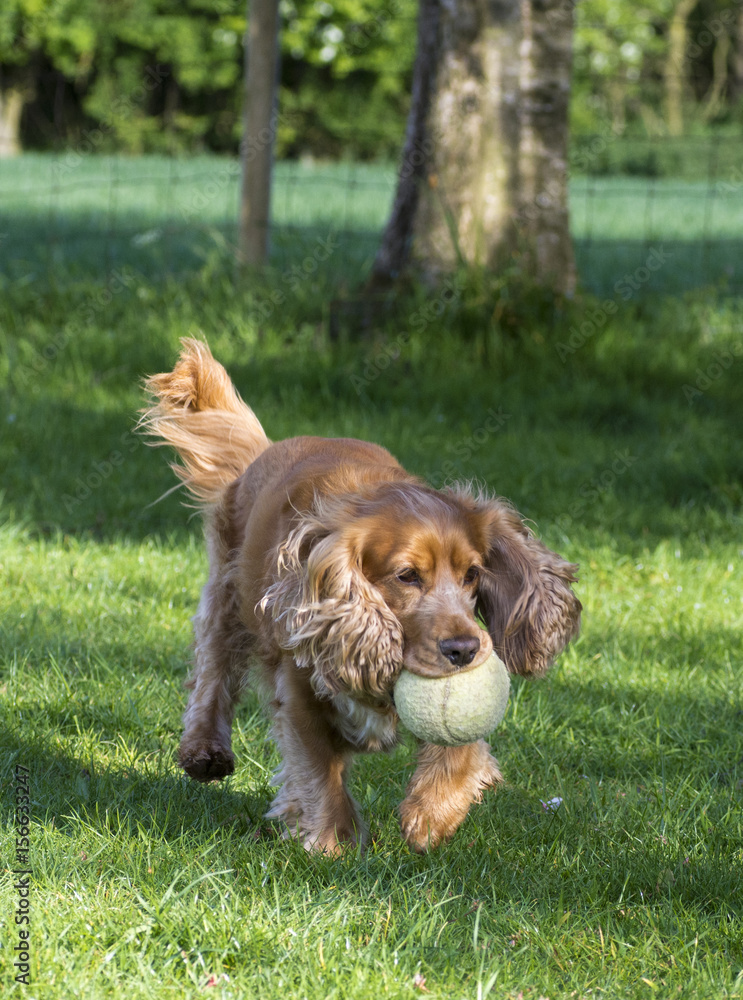 Fototapeta premium Sprocker running with yellow oversized tennis ball in its mouth