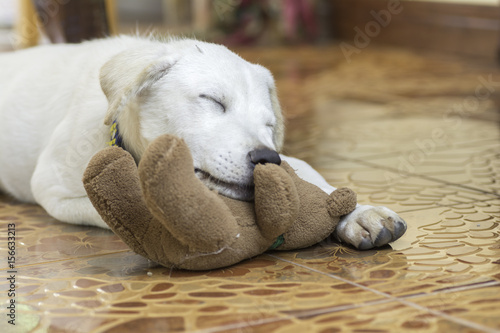 Sleeping dog with teddy bear