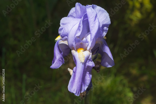 Fototapeta Naklejka Na Ścianę i Meble -  frisch aufgeblühte lila Schwertlilie von der Sonne beleuchtet.