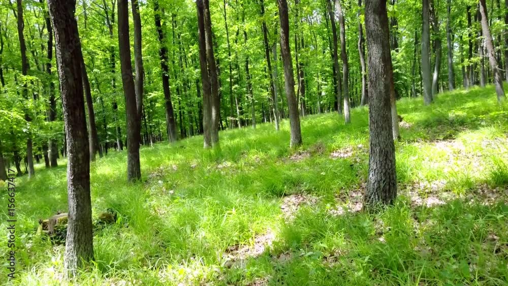 Steadicam shot thru green forest. Stabilized video of summer walk in forrest. Steadicam shot thru green forest. Stabilized video of summer walk in forrest.
