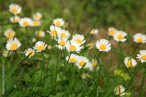 White daisy flowers on green lawn