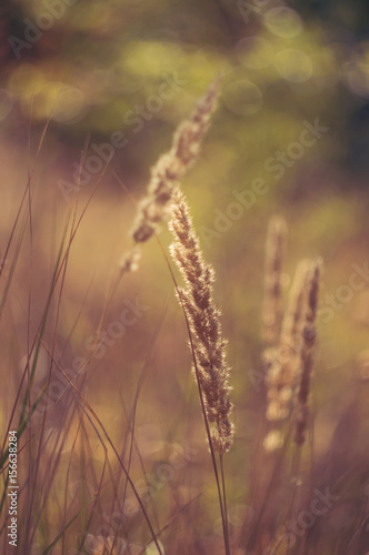 Dry autumn grass with beautiful sunlight,Selective focus © Yulia