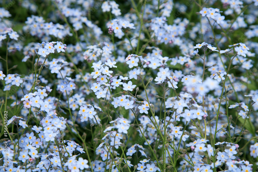 Background of many blue flowers forget-me-not Background of many blue flowers forget-me-not