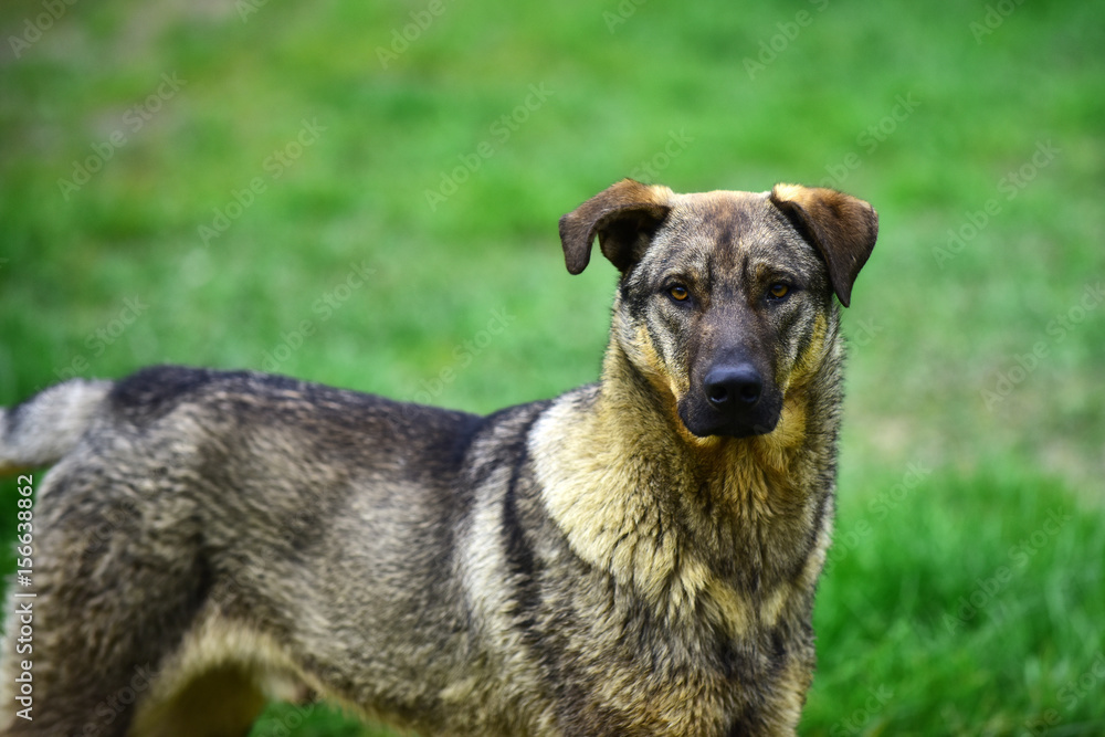 portrait of a sad homeless dog on green grass background