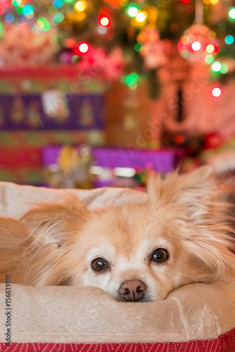 Small dog lying in bed in front of Christmas tree with presents and blurred background 