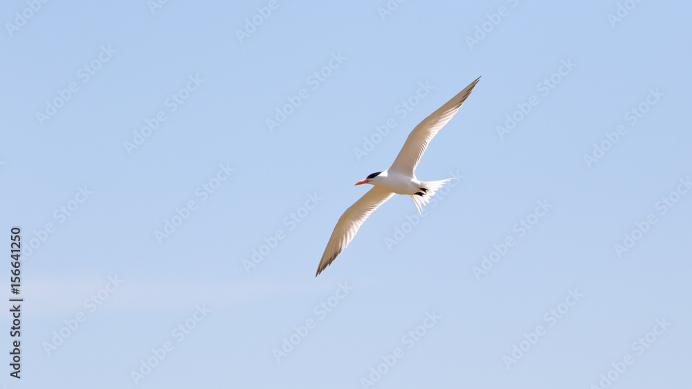Seagull with wings spread against a light blue sky Seagull with wings spread against a light blue sky