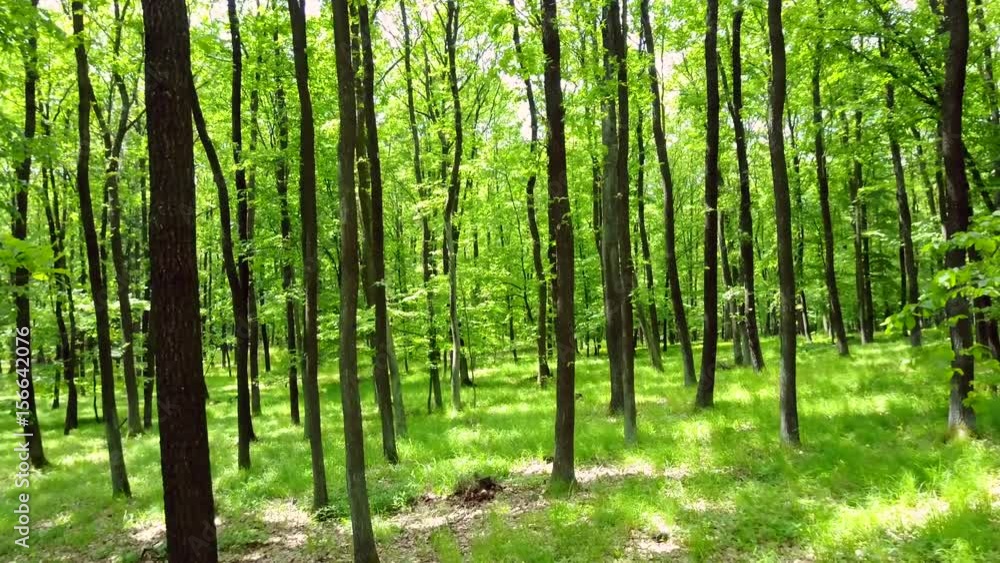 Steadicam shot thru green forest. Stabilized video of summer walk in forrest. Steadicam shot thru green forest. Stabilized video of summer walk in forrest.