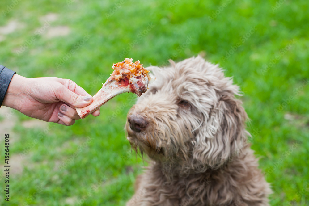 Fototapeta premium Tasty bone & Dog waiting for his lunch