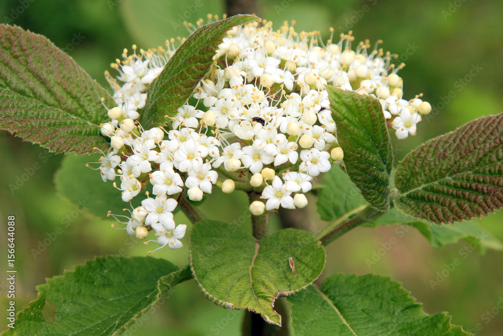 Guelder rose (Viburnum opulus), blooming in spring garden
Guelder rose (Viburnum opulus), blooming in spring garden