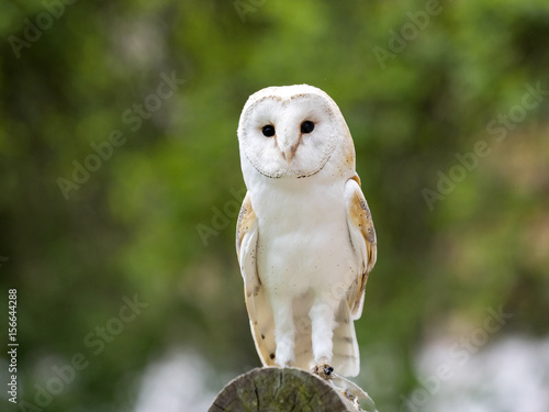 Barn owl, These albums are sitting on a tree