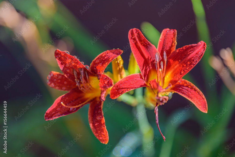 Fototapeta premium Daylily