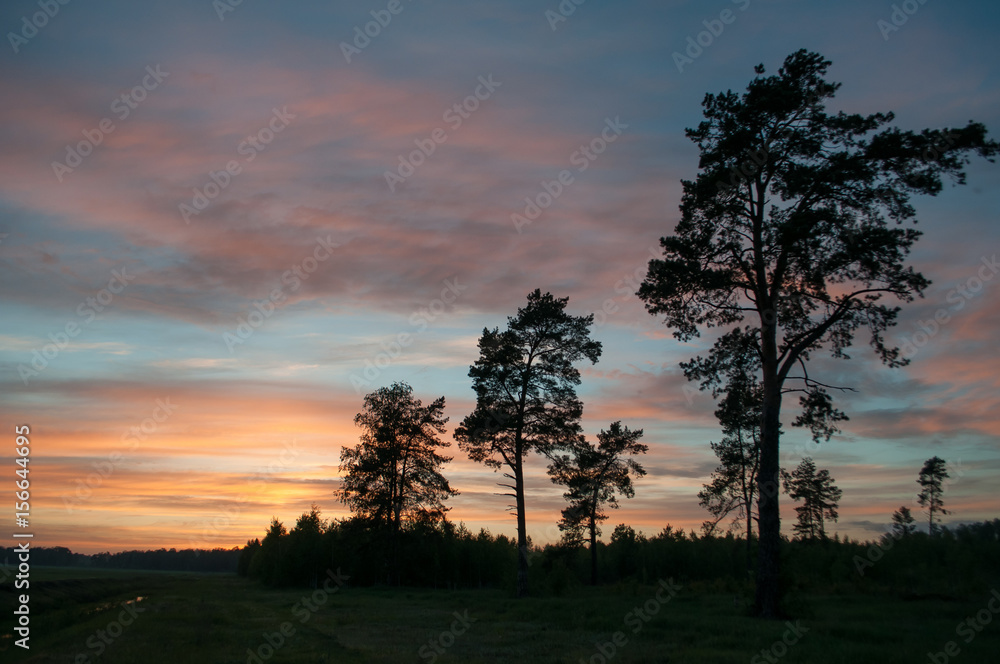 The silhouette of the pine trees opposite the colorful sunset,