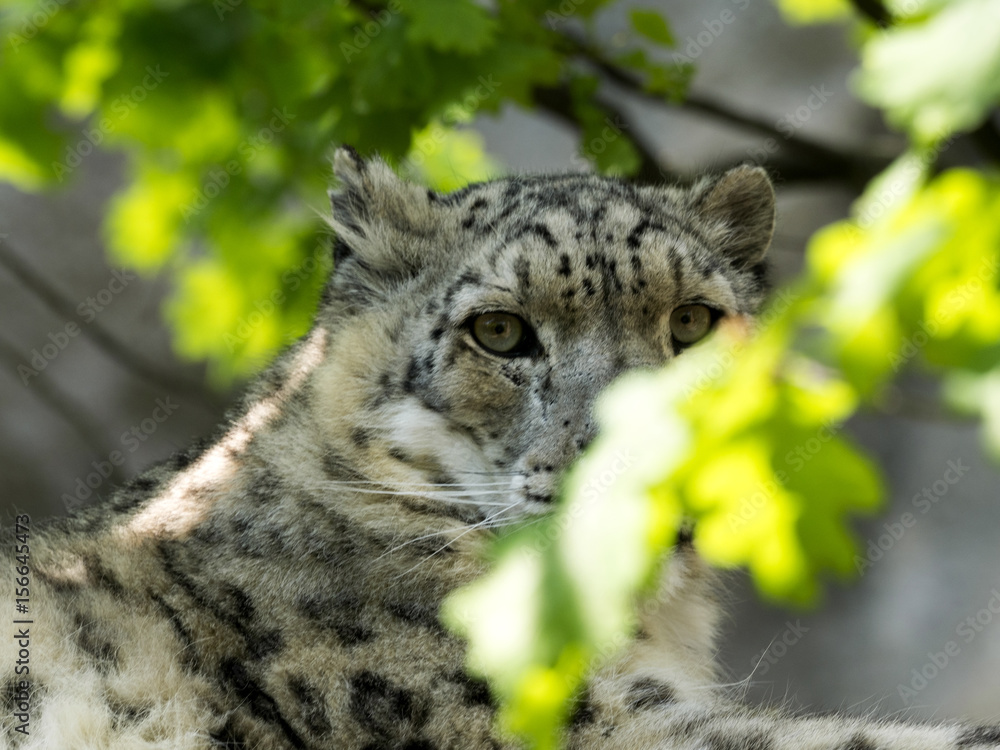 Obraz premium Snow leopard, Uncia uncia, watching the photographer