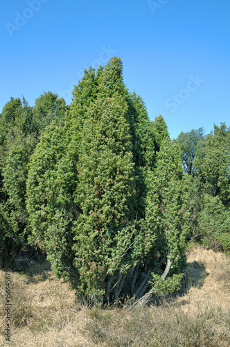 gemeiner Wacholder(Juniperus communis)