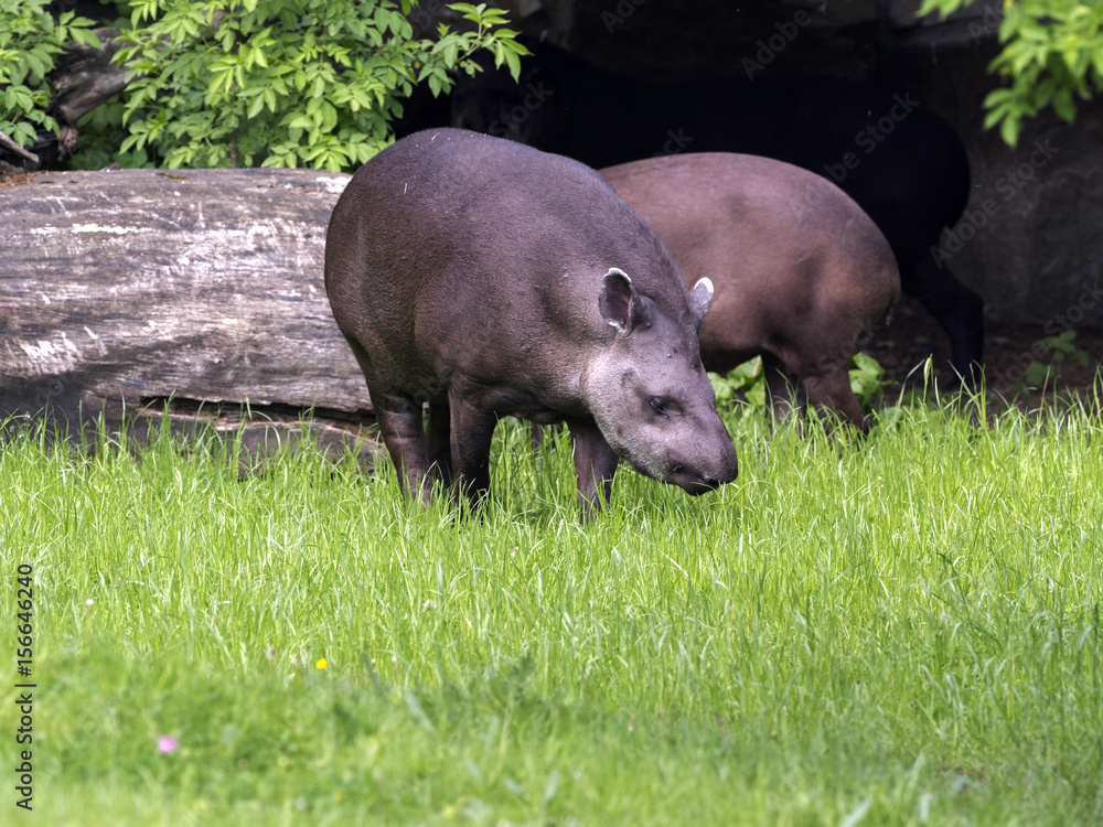Family South American tapir, Tapirus terrestris, on green grass Family South American tapir, Tapirus terrestris, on green grass