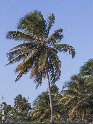 tropical coconut palms trees on the beach during the summer with wind