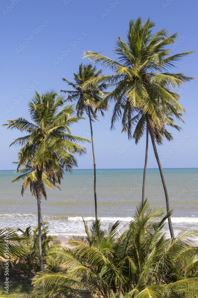 tropical coconut palms trees on the beach facing the sea during the summer