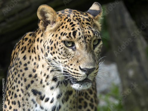 Portrait of female Sri Lanka Leopard  Panthera pardus kotiya 