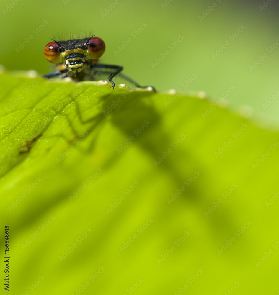 Large red damselfly (Pyrrhosoma nymphula) backlit with shadow showing through leaf Large red damselfly (Pyrrhosoma nymphula) backlit with shadow showing through leaf