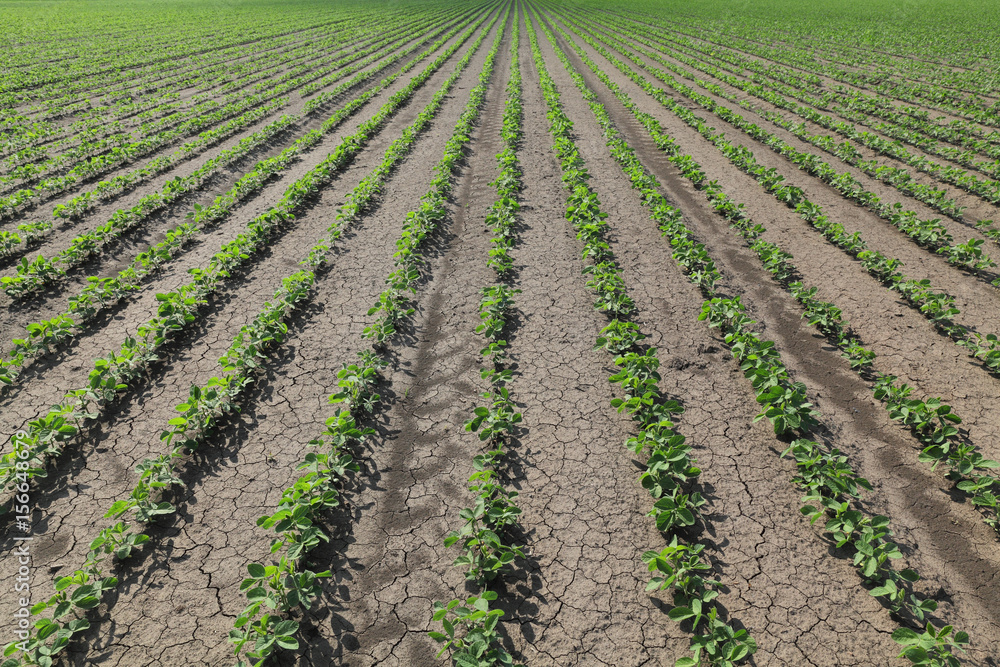 Soybean plant in field in spring Soybean plant in field in spring