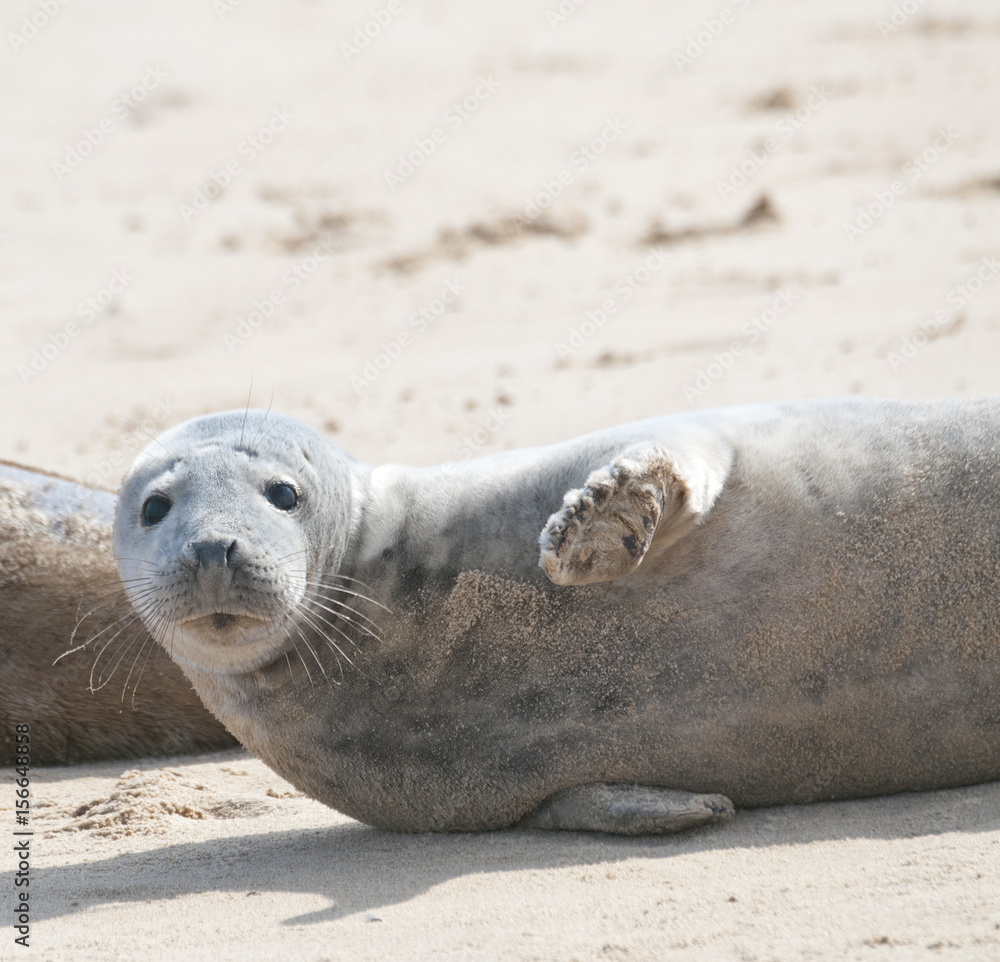 Fototapeta premium Grey seal (halichoerus grypus)