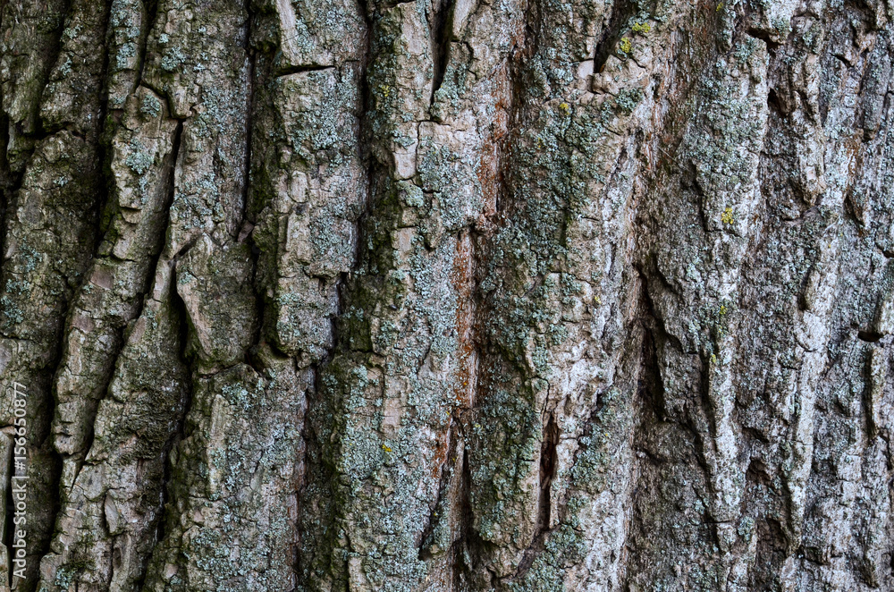 Obraz premium beautiful natural texture of bark wood plank use as nature wooden textured