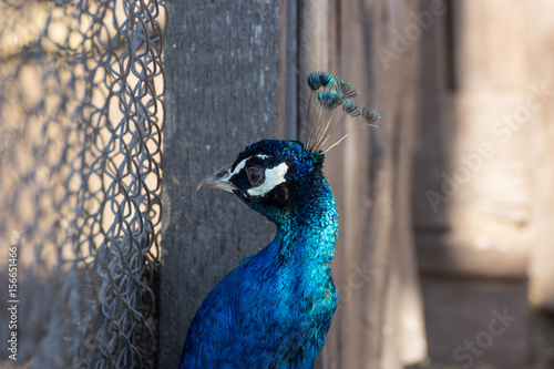 portrait of peacock photo