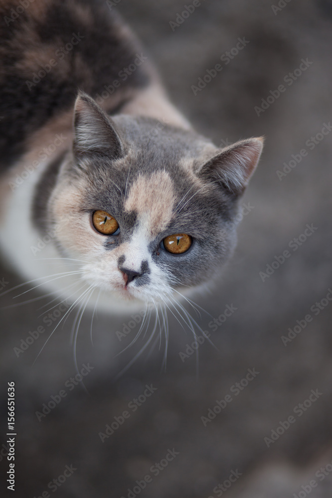 portrait of cute gray and white cat with big muzzle
