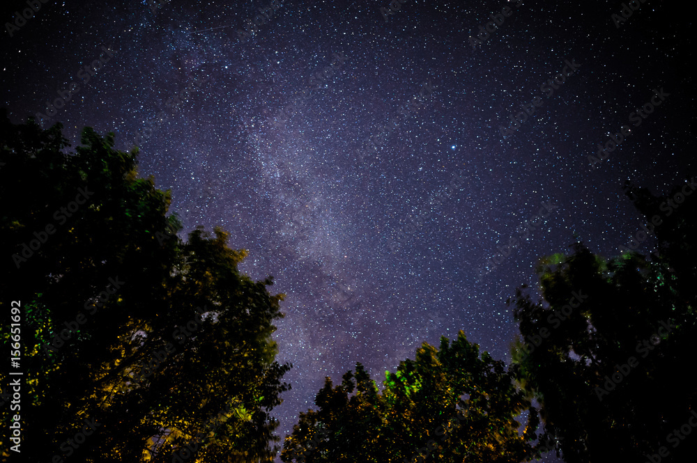 Fototapeta premium Starry sky and trees in the foreground