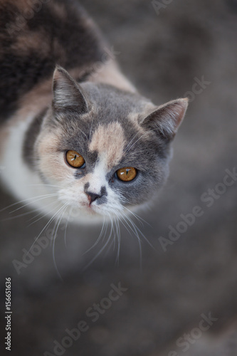 portrait of cute gray and white cat with big muzzle © PabloStock