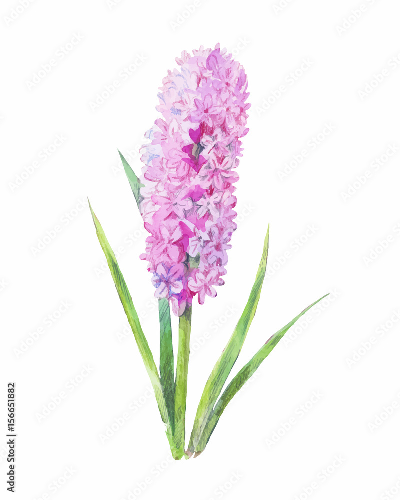 Fototapeta premium watercolor one lilac flower isolated on white background