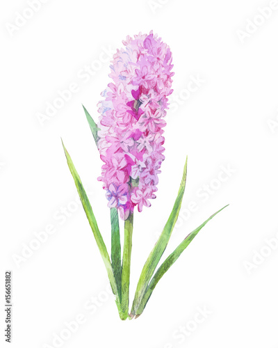 watercolor one  lilac flower isolated on white background