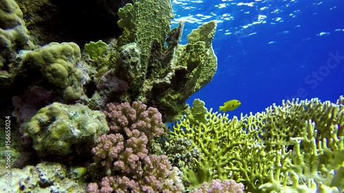 Wallpaper Mural Life in the ocean. Tropical fish and coral reefs. Beautiful corals. Underwater life in the ocean.  Minimal video processing. Natural environmental conditions. Torontodigital.ca