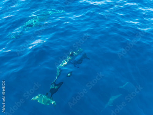 Beautiful dolphins swom near boat  wildlife scenery. Marine animals in natural habitat. © komjomo